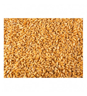 Opción: kit para trabajo con grano fino en cintas transportadoras.